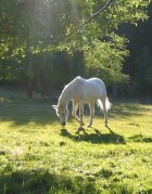 cropped-white-horse-2.jpg