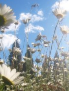 daisies-in-the-morrill-meadow-cropped-soft-focus1.jpg